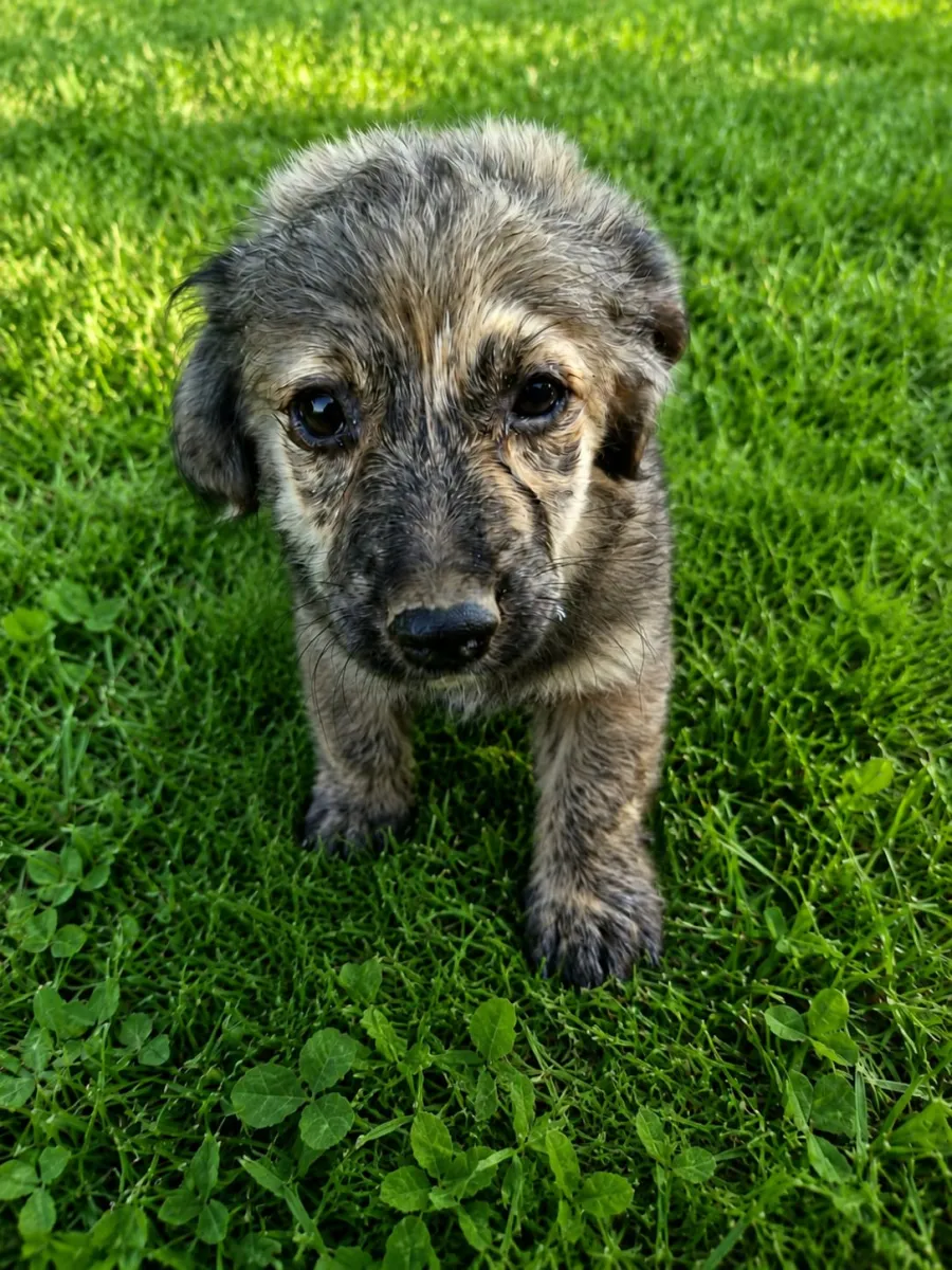 Pelle Foto 4