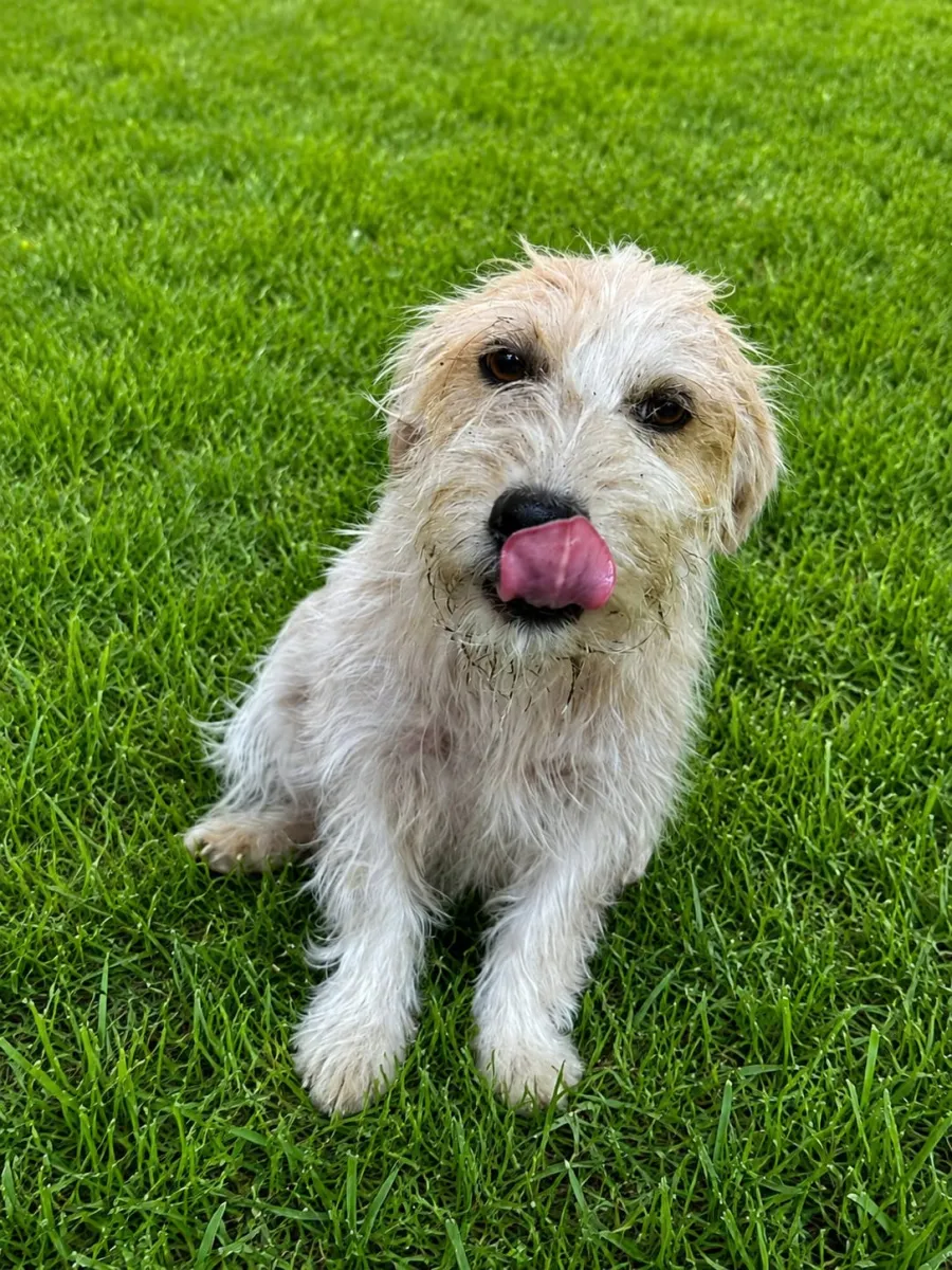 Meggy - Hund zur Adoption