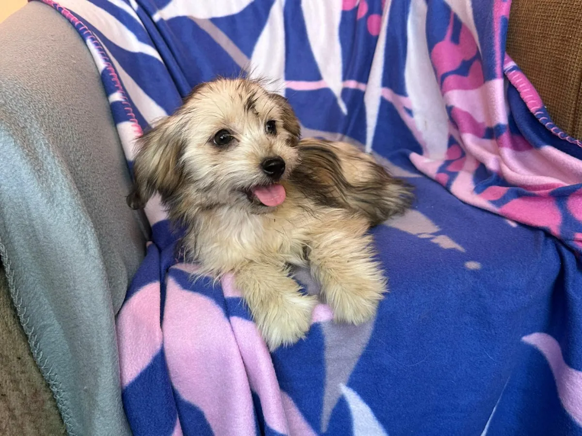 Hazel Foto 2