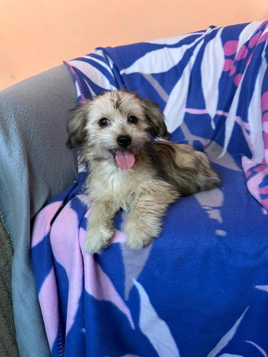 Hazel Foto 3