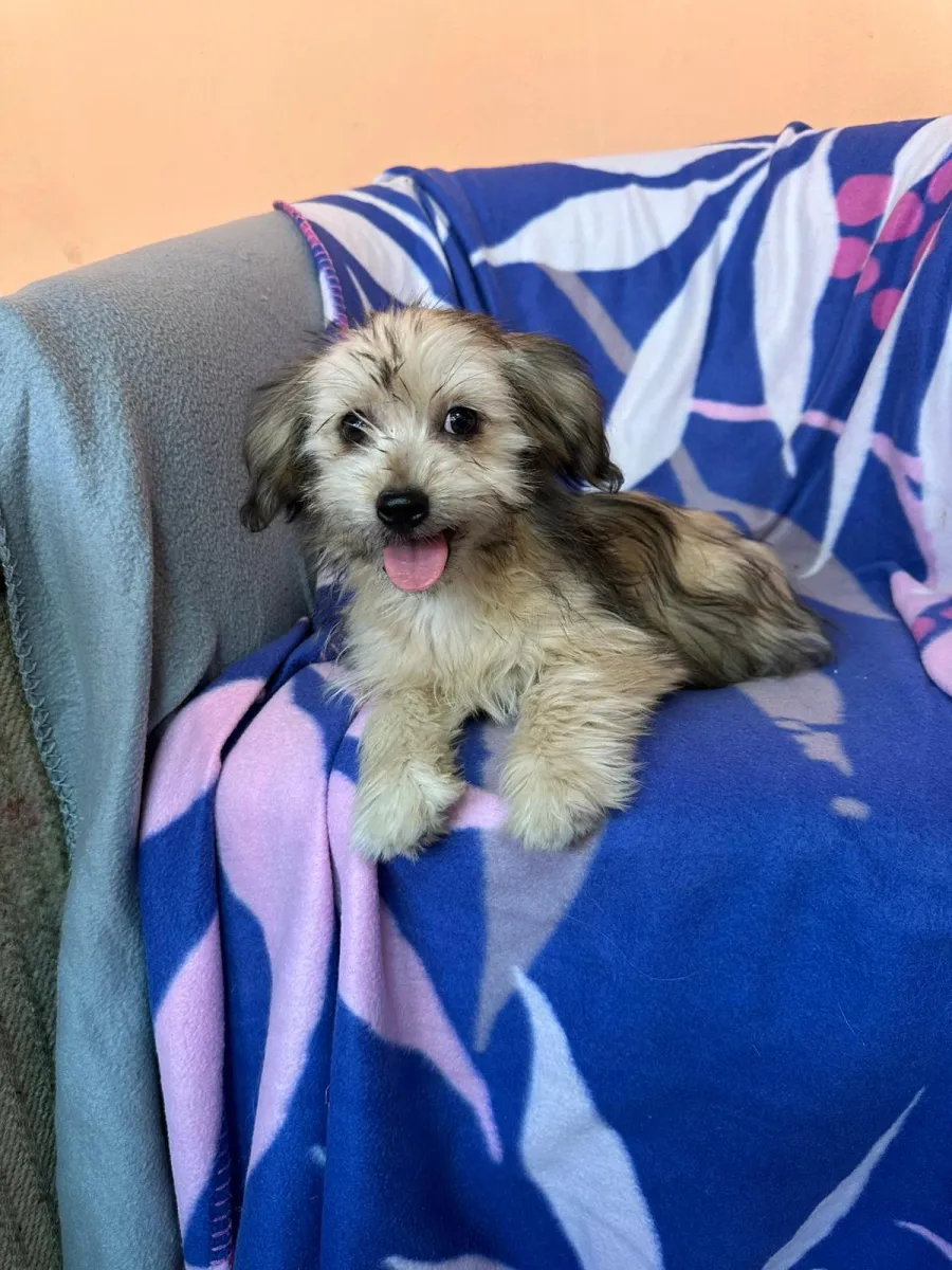 Hazel Foto 4