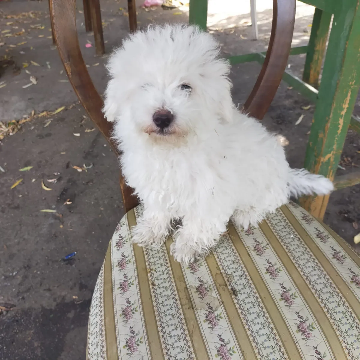 Fritz Foto 1