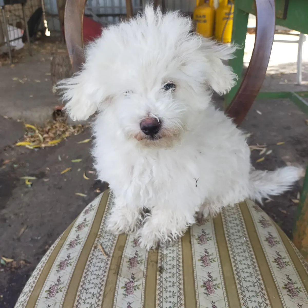 Fritz Foto 3