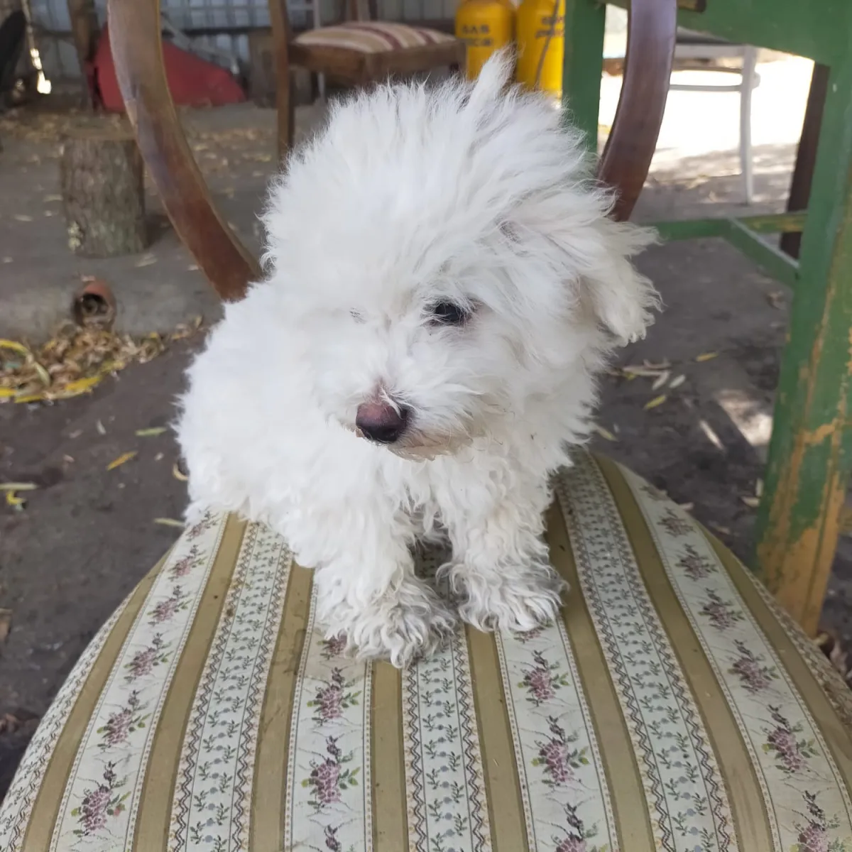 Fritz Foto 4