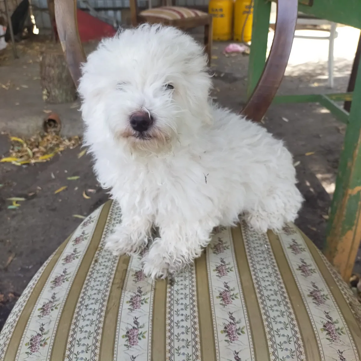 Fritz Foto 5