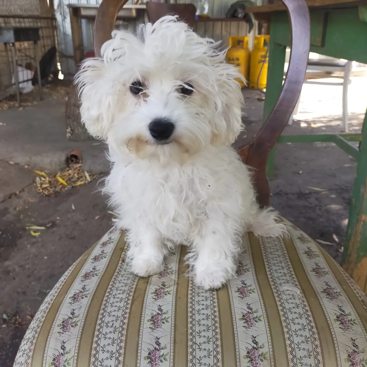 Frieda Foto 1