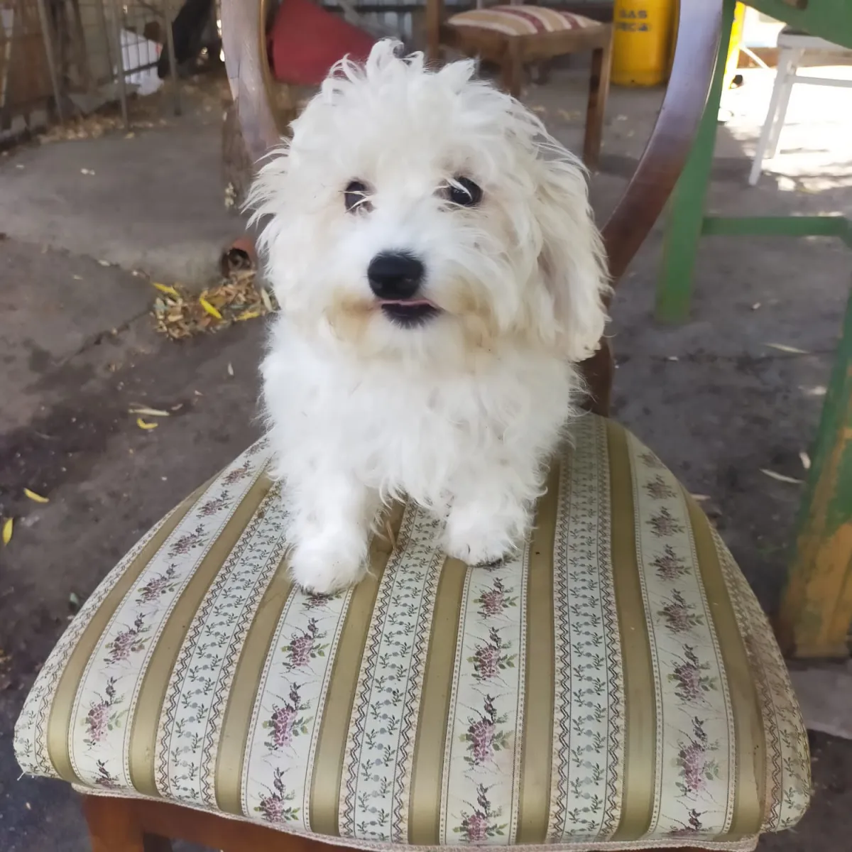 Frieda Foto 2