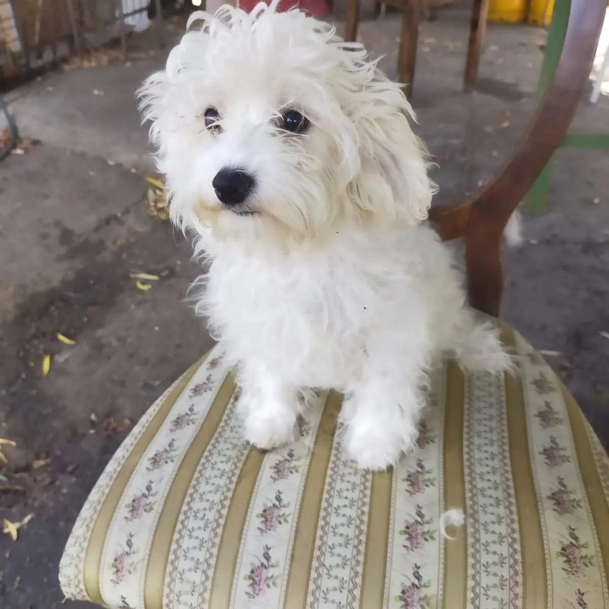 Frieda Foto 3
