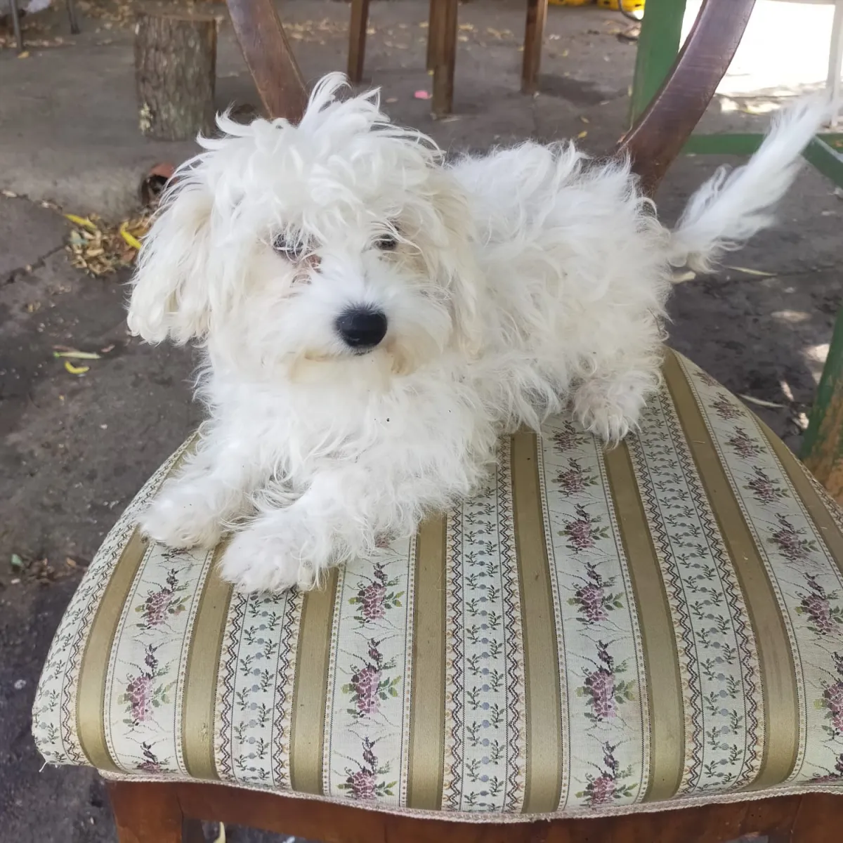 Frieda Foto 4