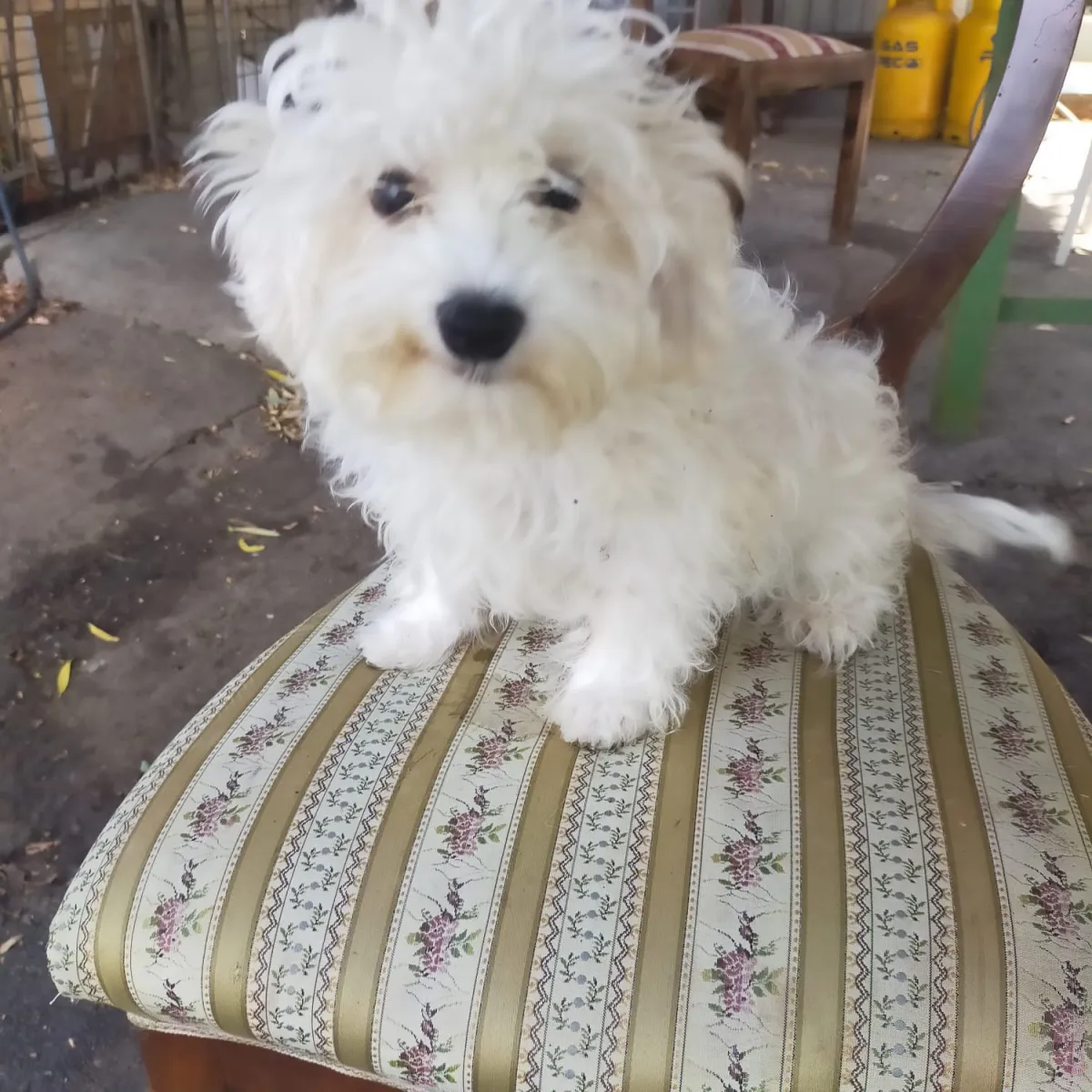 Frieda Foto 5