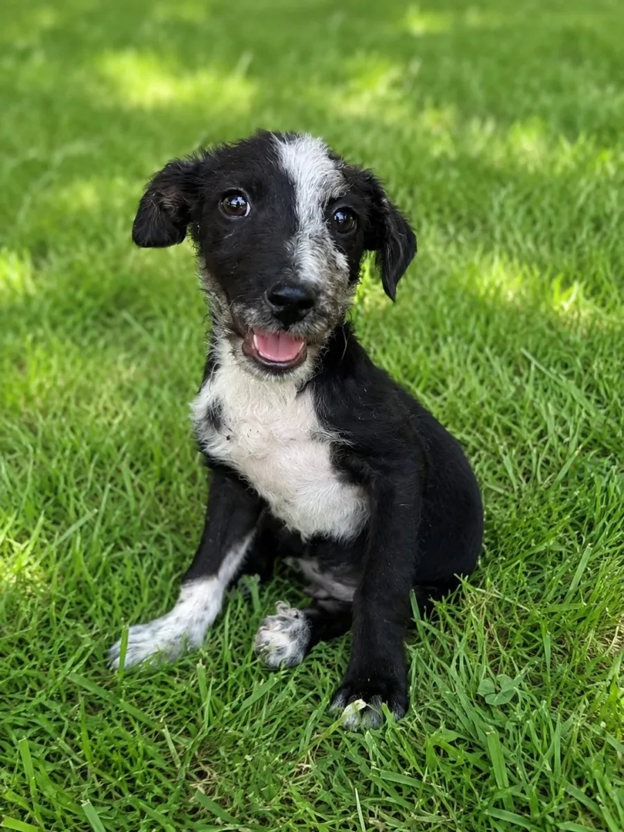 Ducky  - Hund zur Adoption