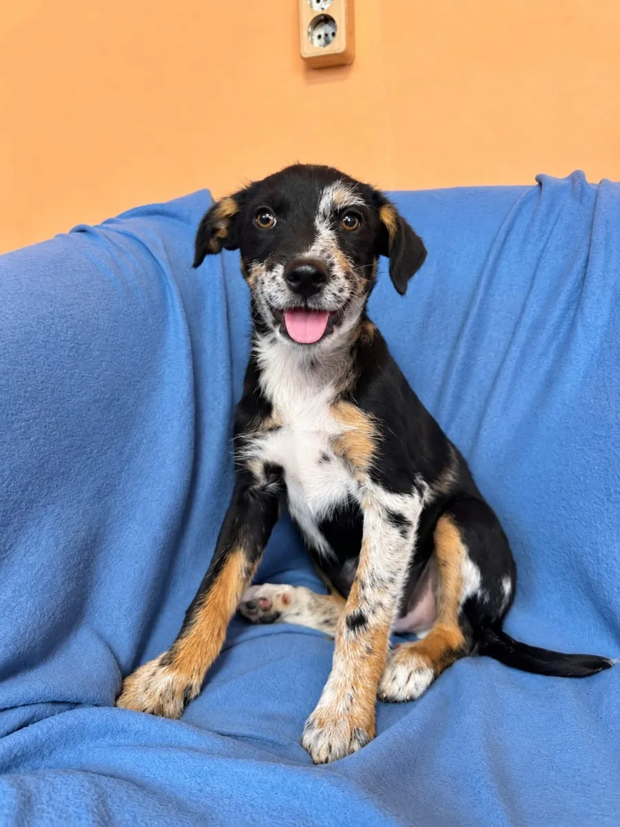 Stanley - Hund zur Adoption