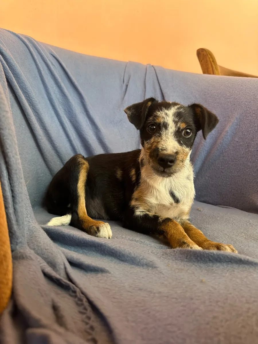 Ronja - Hund zur Adoption