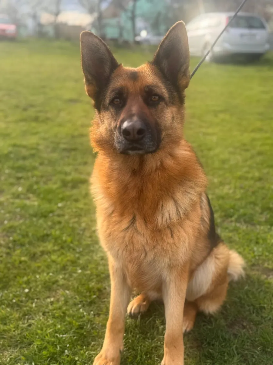 Tara - Hund zur Adoption