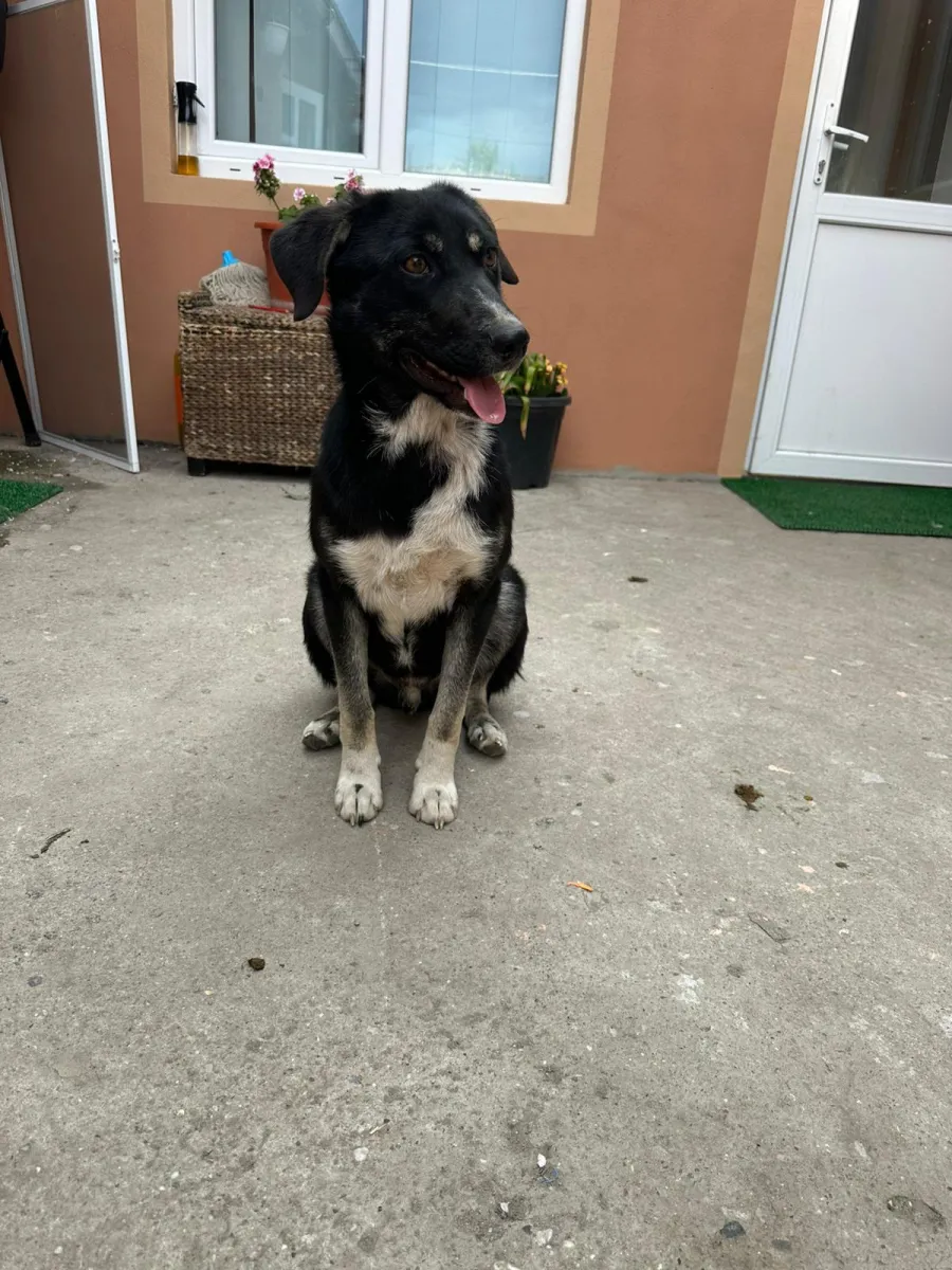Rocky - Hund zur Adoption