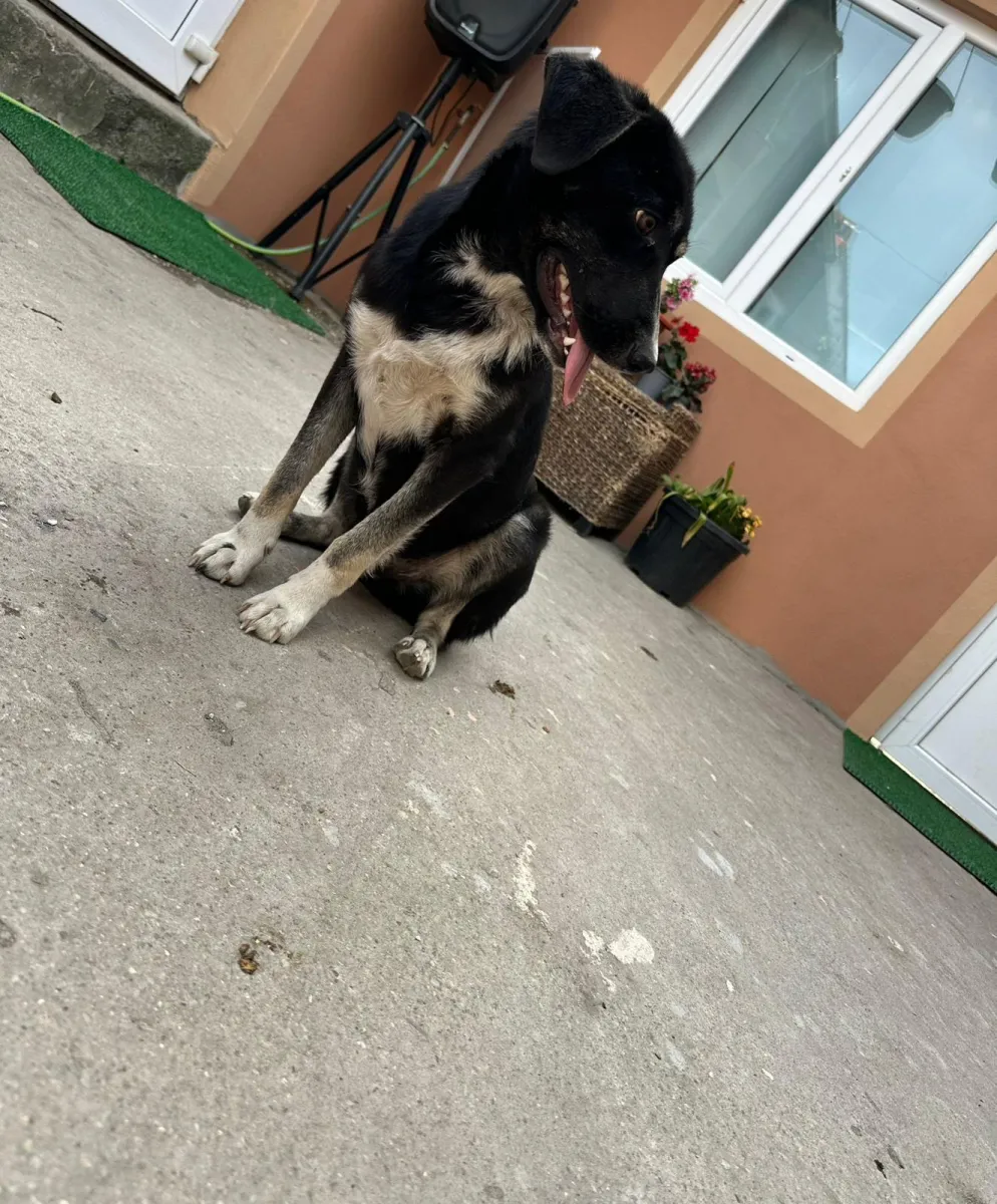 Rocky Foto 8