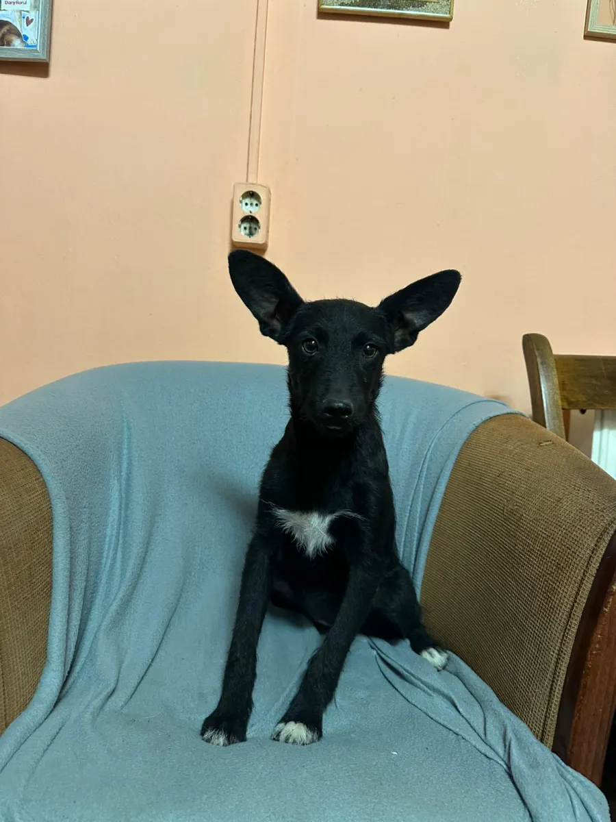Kali  - Hund zur Adoption