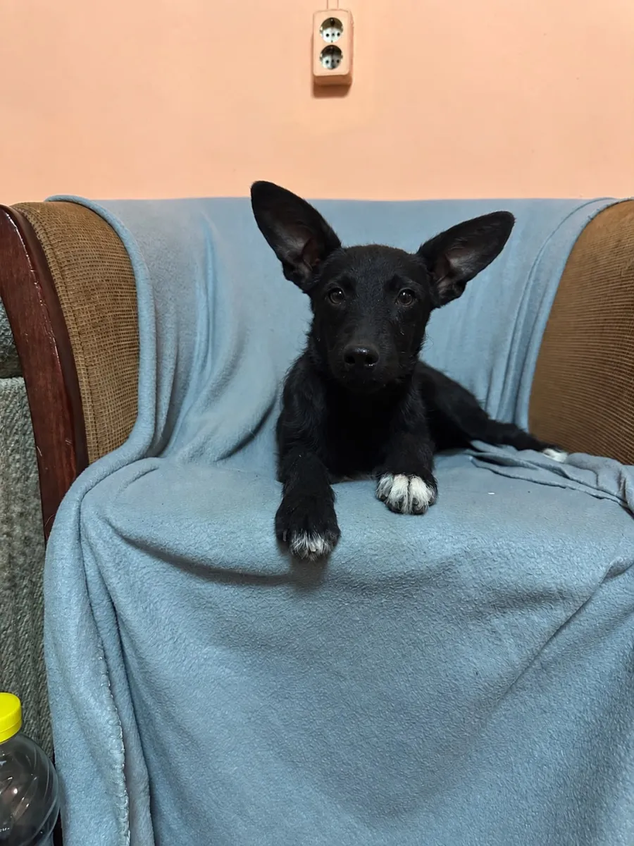 Kali  Foto 2