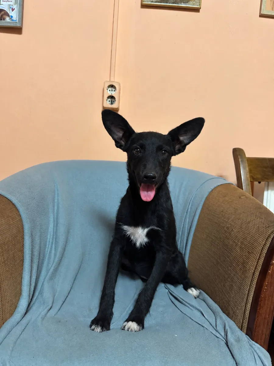 Kali  Foto 3