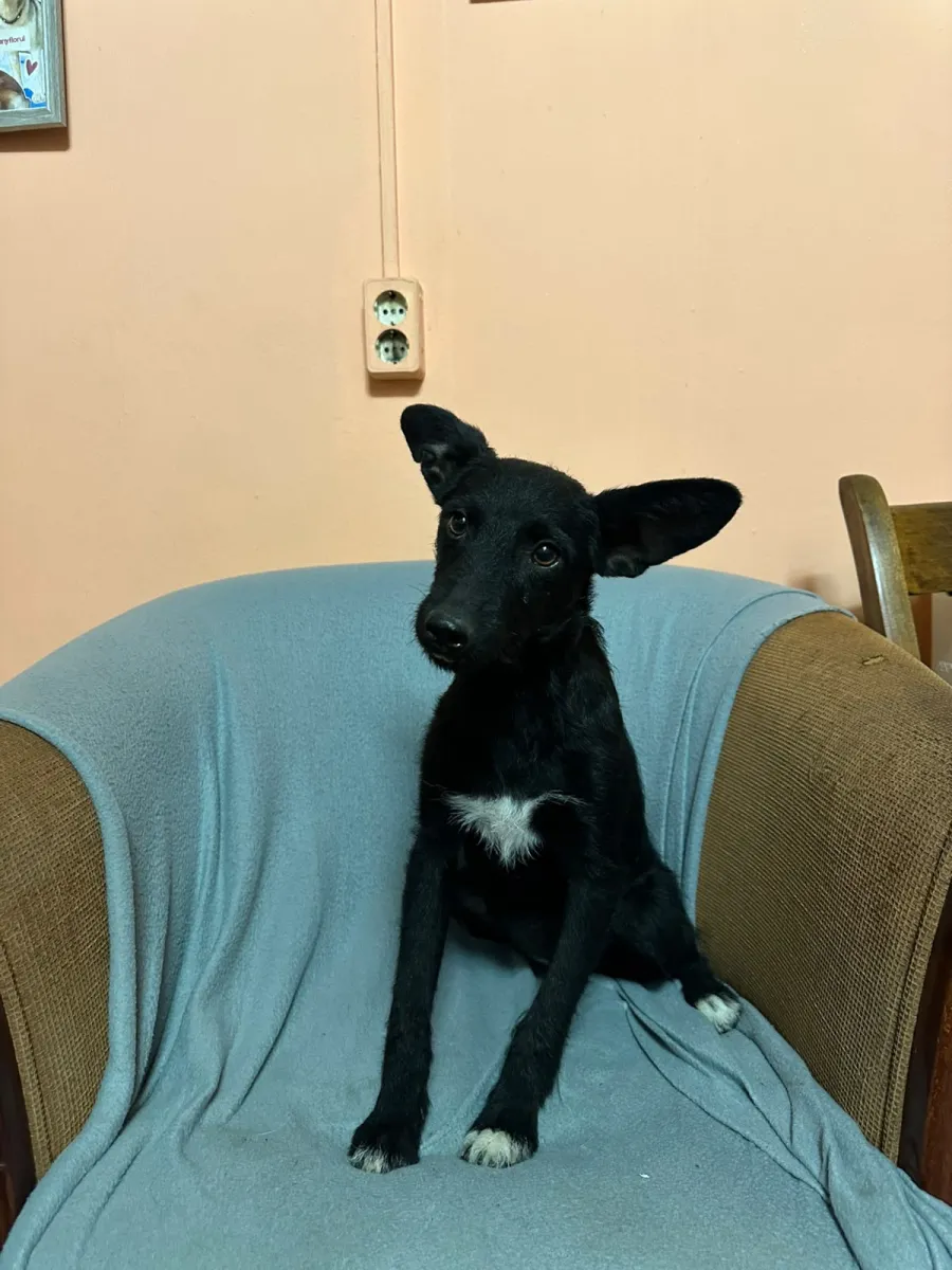 Kali  Foto 5