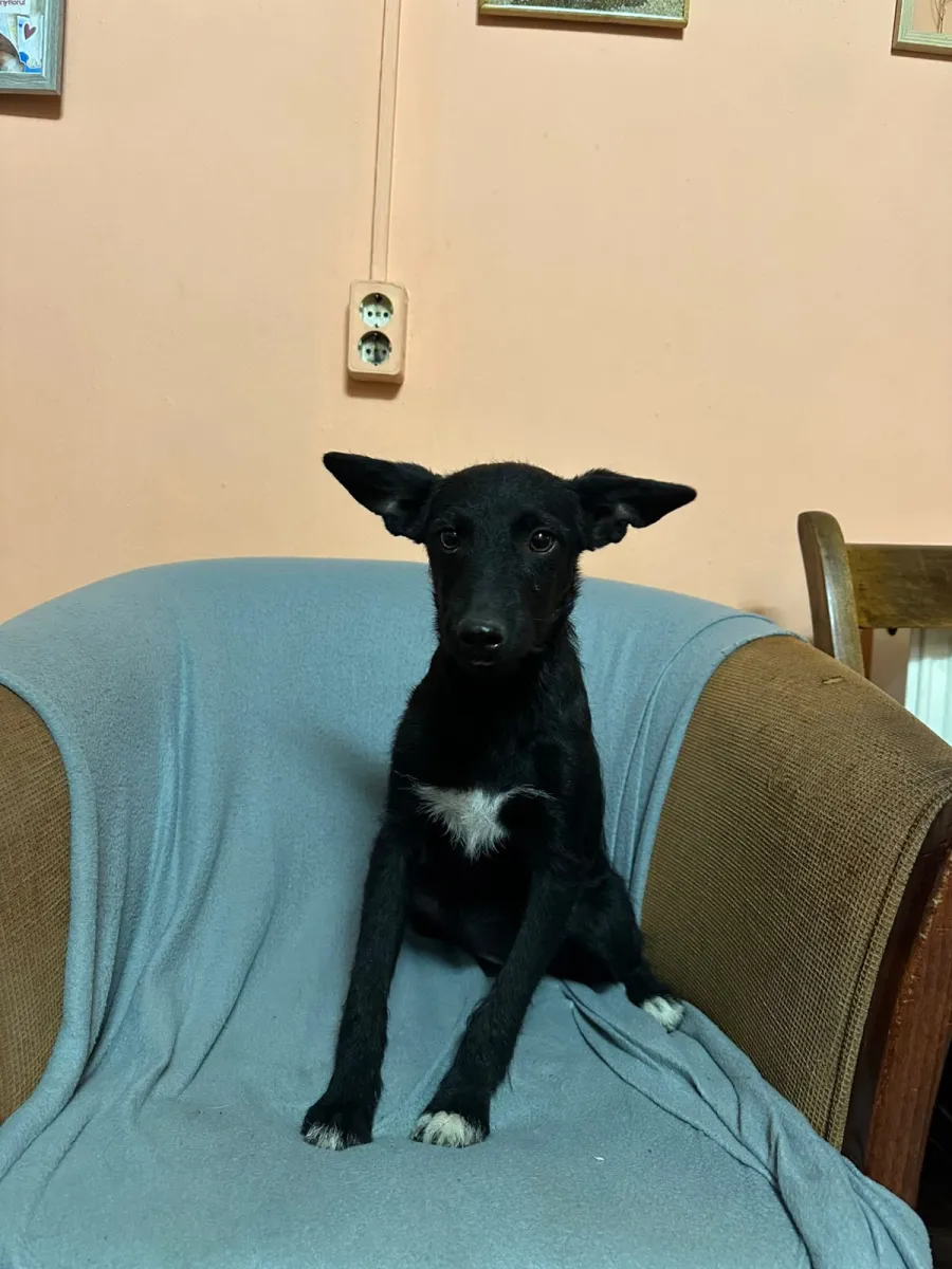 Kali  Foto 6