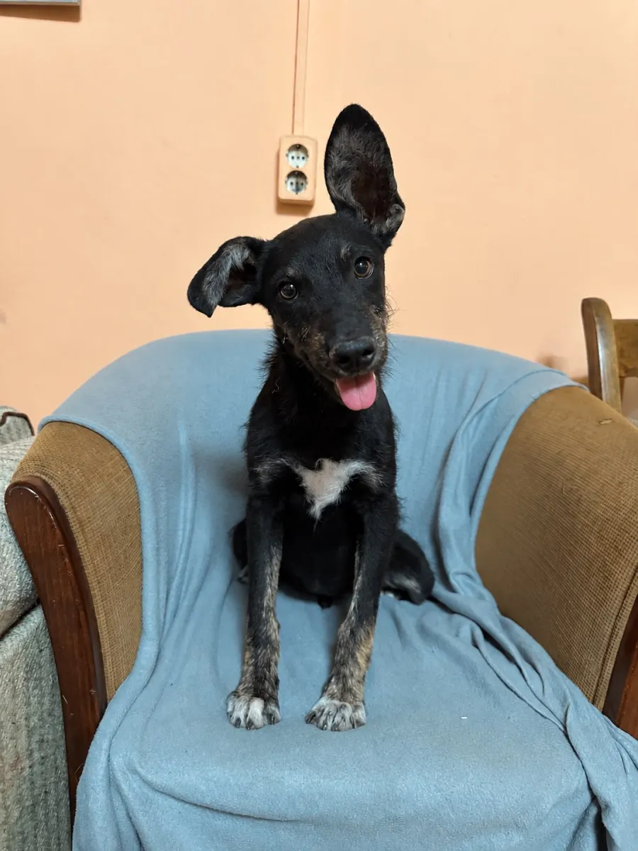 Aris  - Hund zur Adoption