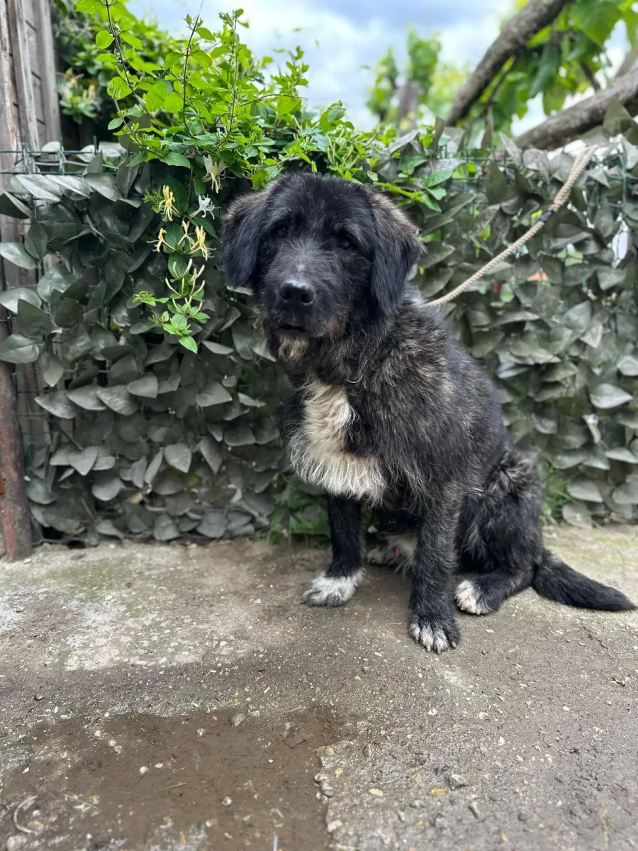 Pedro Foto 2