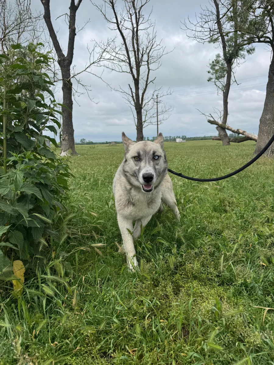 Skadi - Hund zur Adoption
