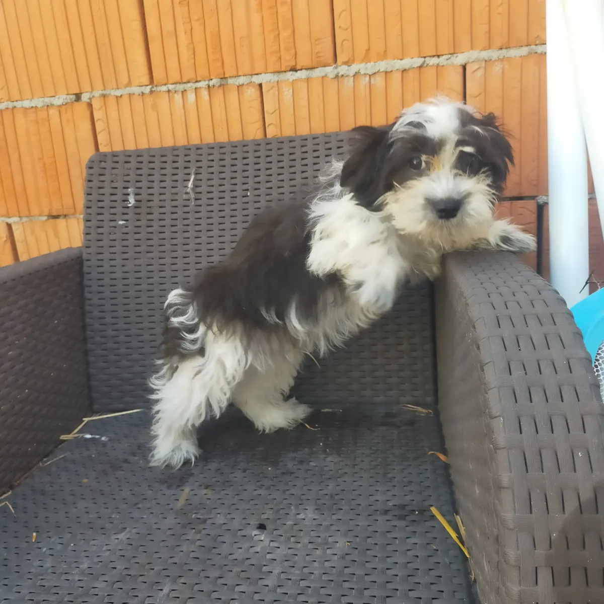 Aramis Foto 3