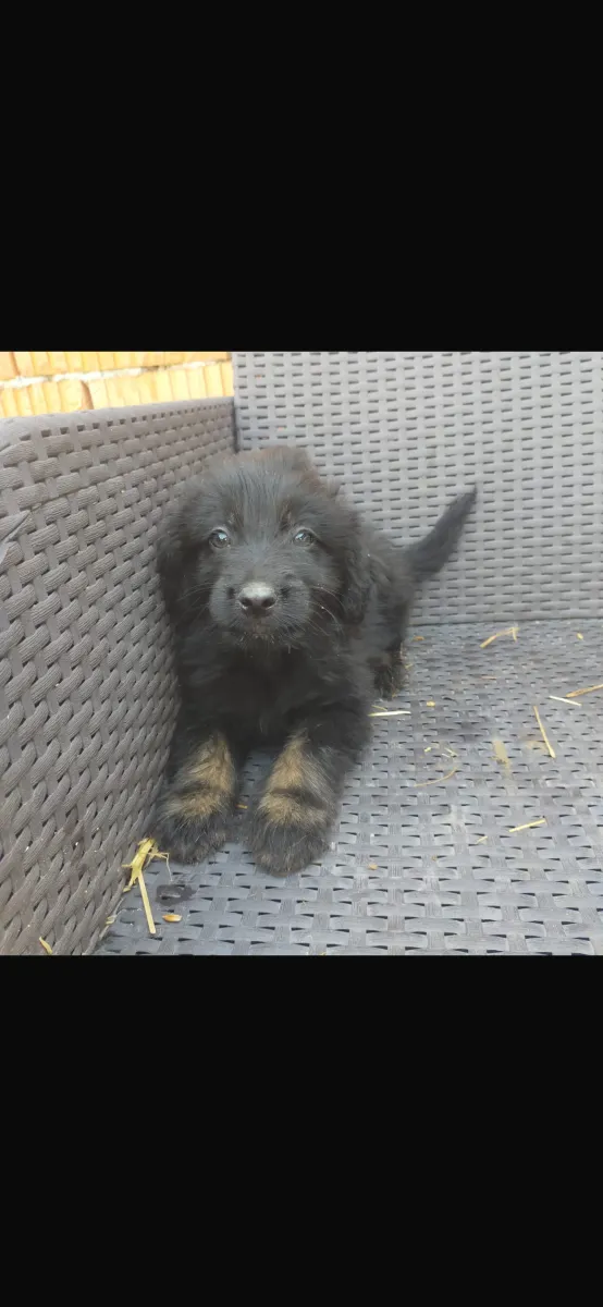 Momo - Hund zur Adoption