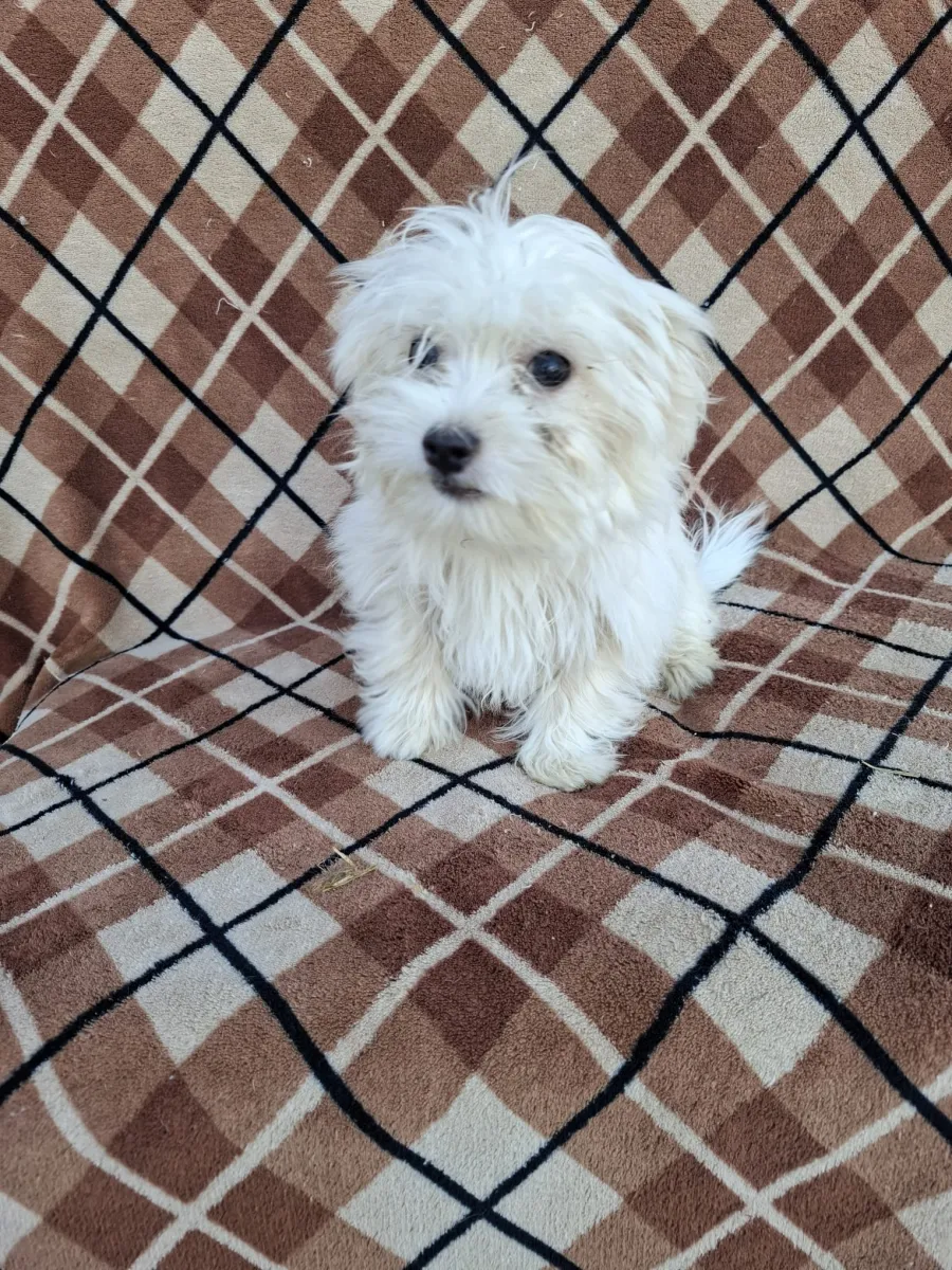Merle Foto 4