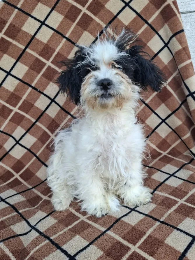 Maja - Hund zur Adoption