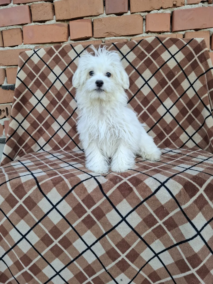 Monty - Hund zur Adoption