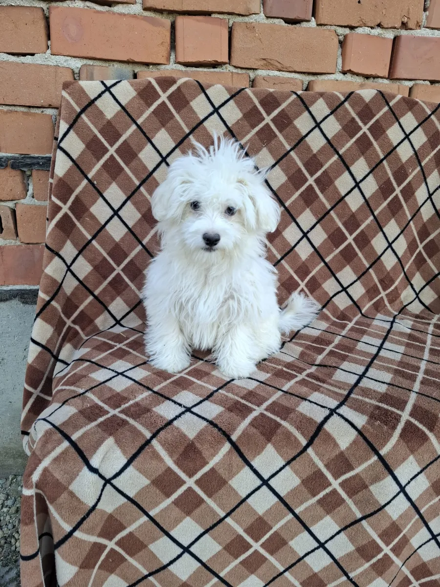 Monty Foto 2