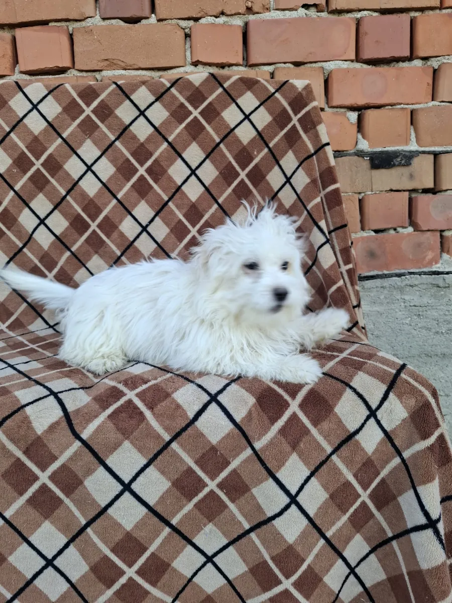 Monty Foto 3