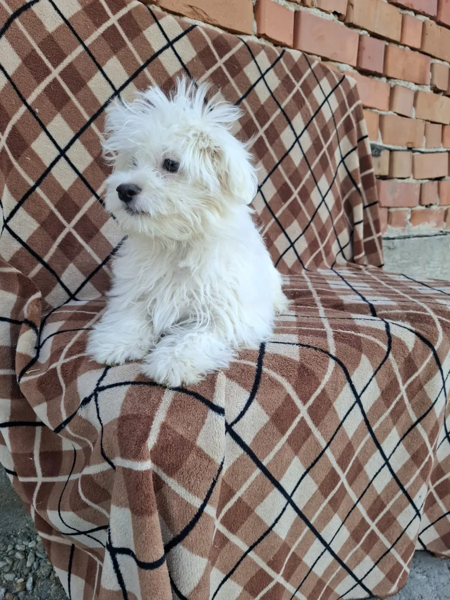 Monty Foto 4