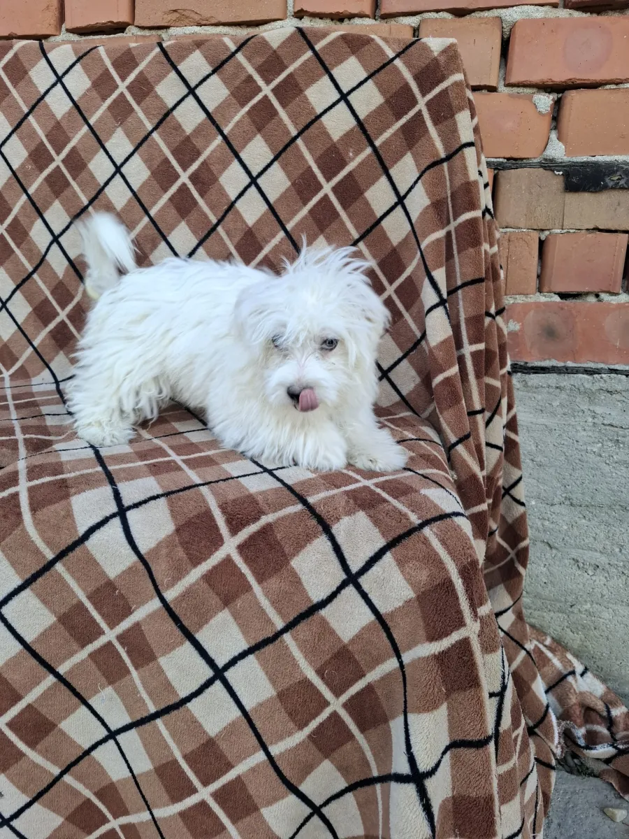 Monty Foto 5