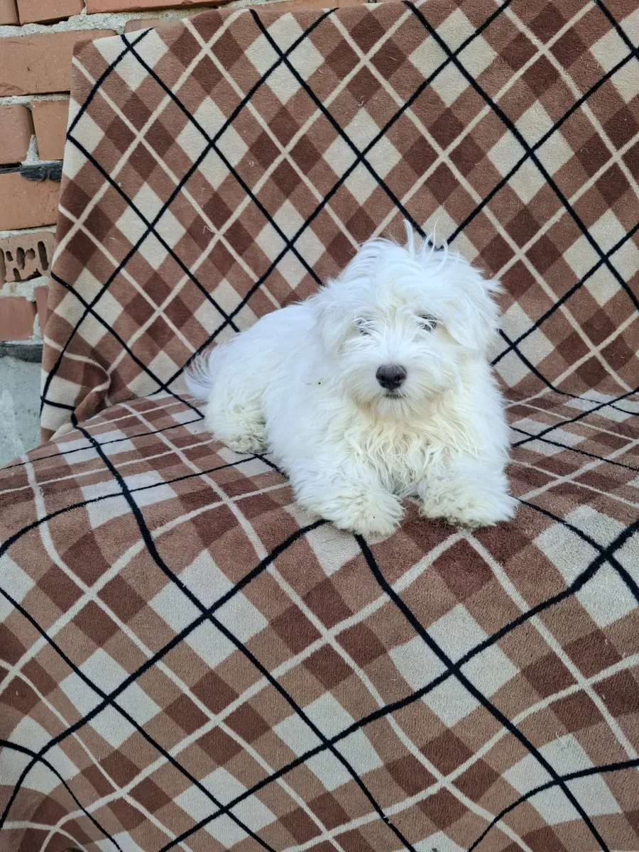 Miro - Hund zur Adoption