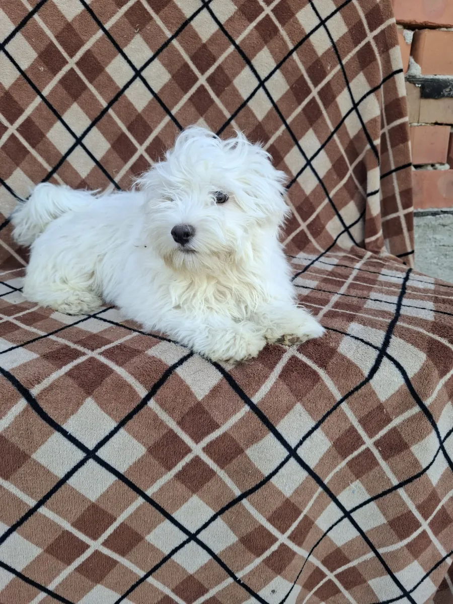 Miro Foto 2