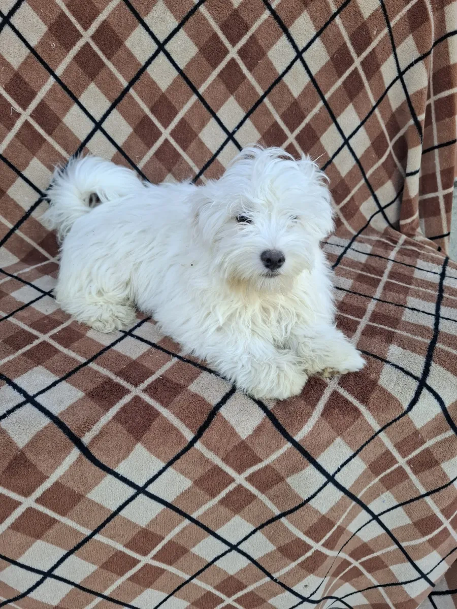 Miro Foto 4