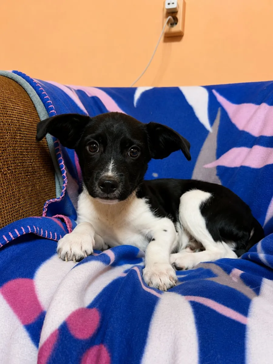Keno - Hund zur Adoption