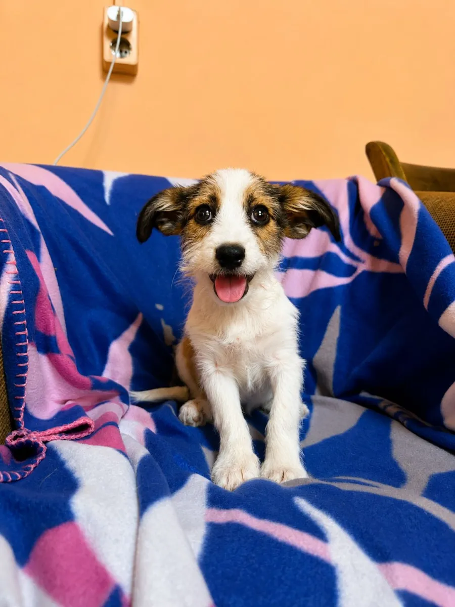 Yuna - Hund zur Adoption