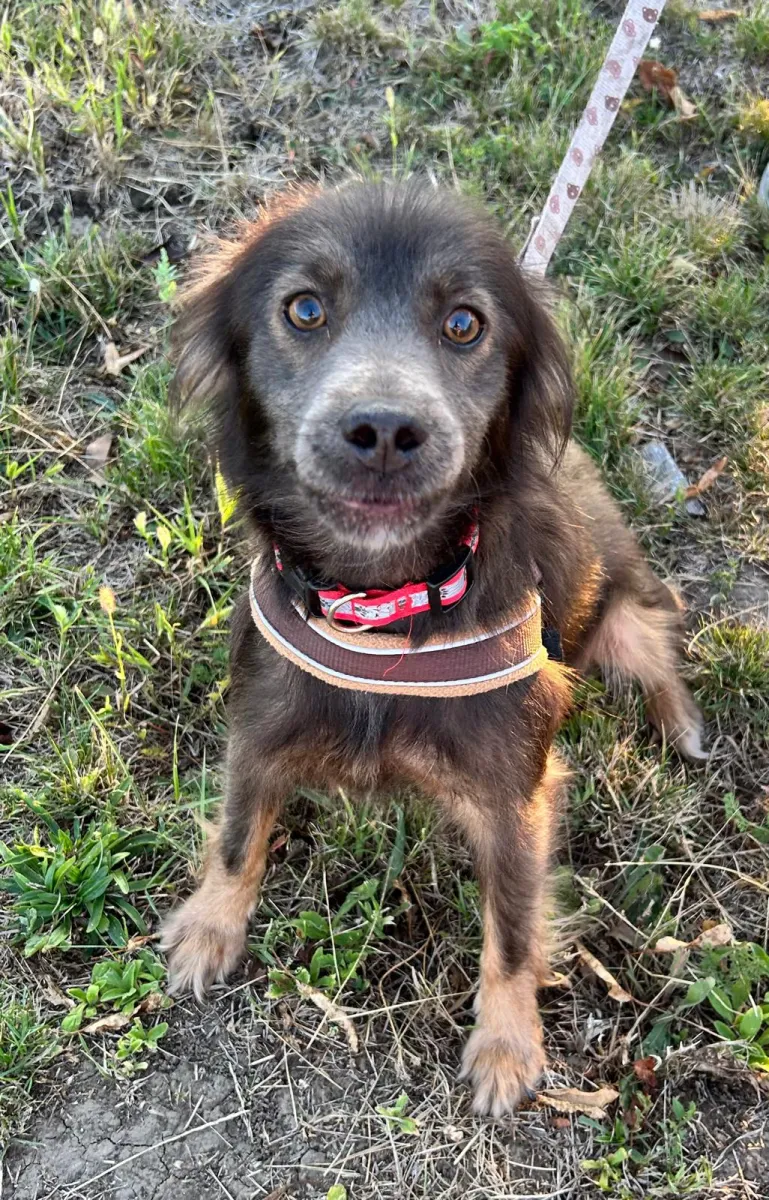 Moka - Hund zur Adoption