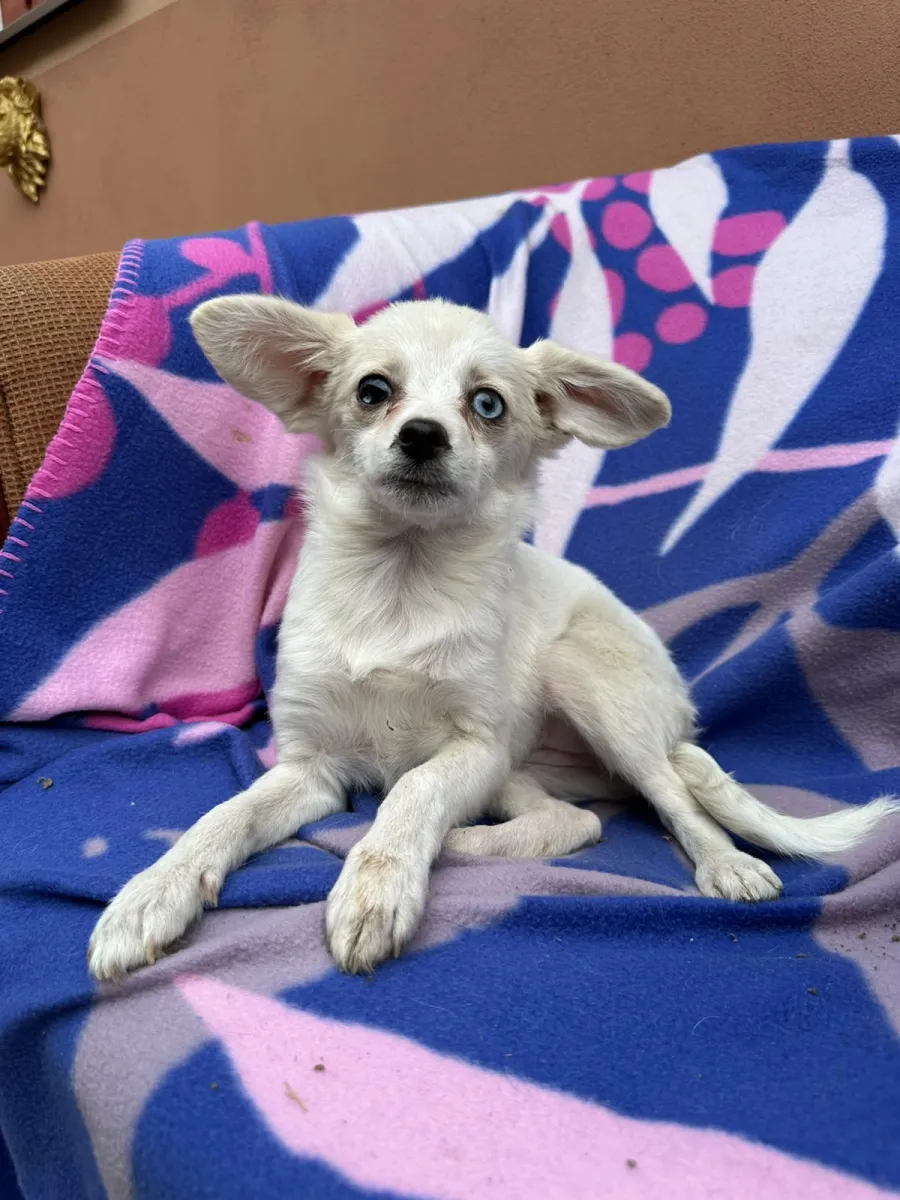 Jade Foto 1