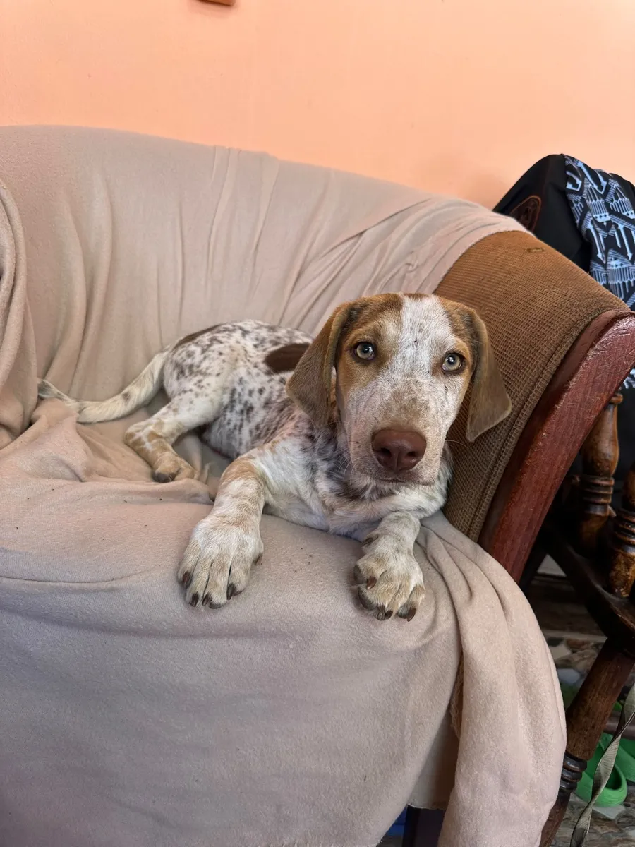 Theo - Hund zur Adoption
