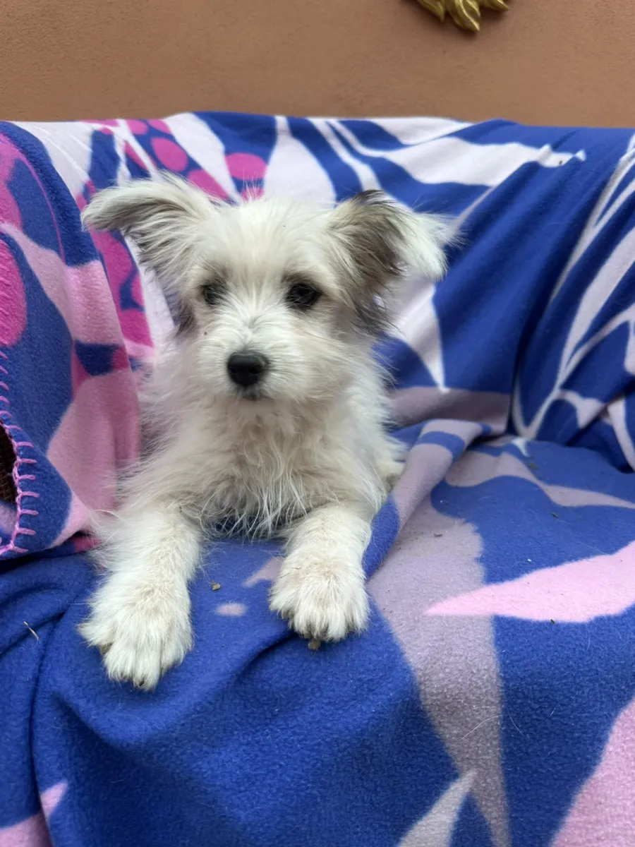 Milly - Hund zur Adoption
