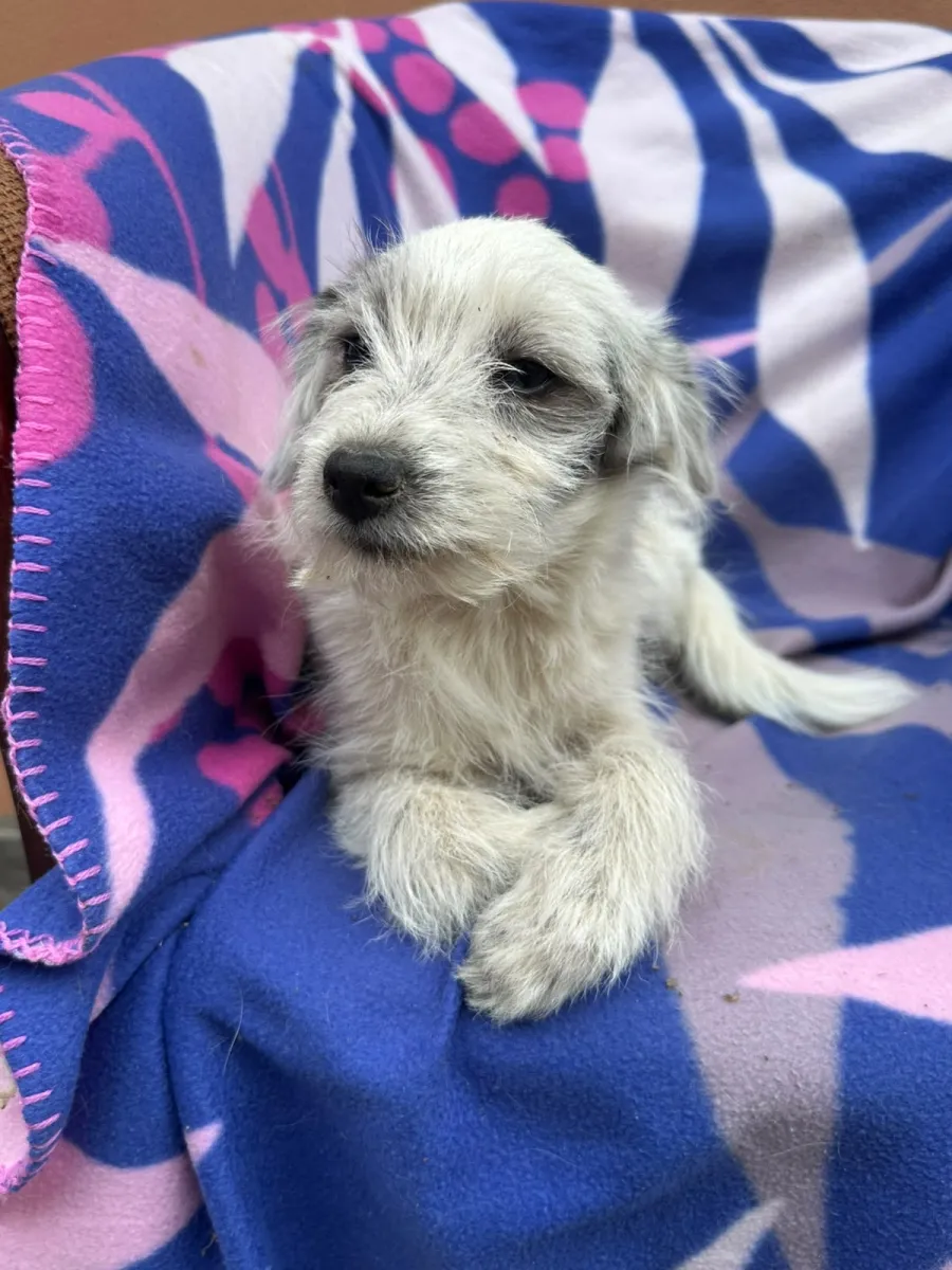 Jenny - Hund zur Adoption