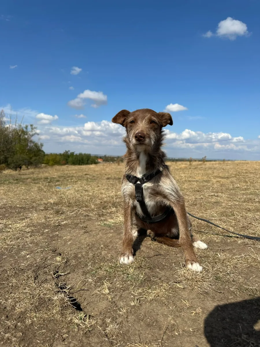 Vito Foto 1