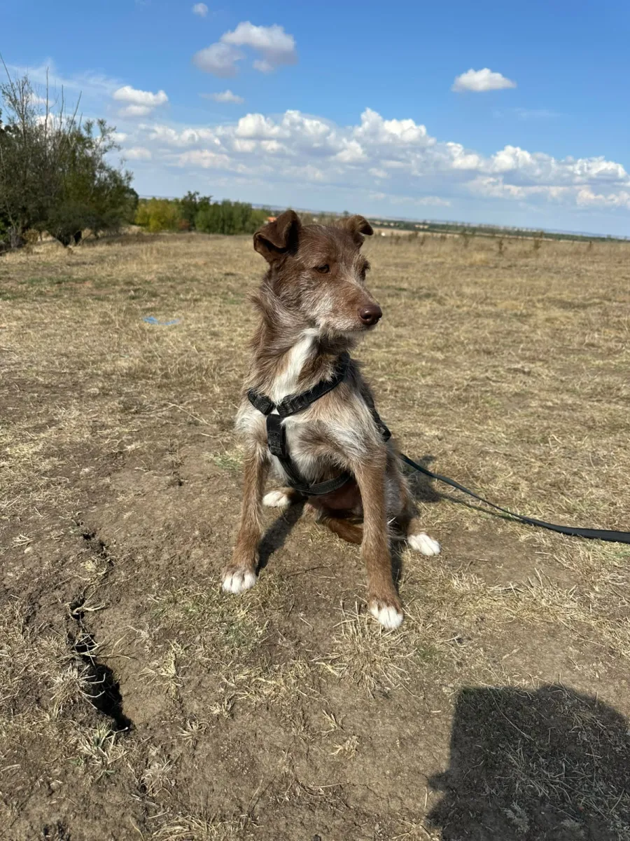 Vito Foto 2