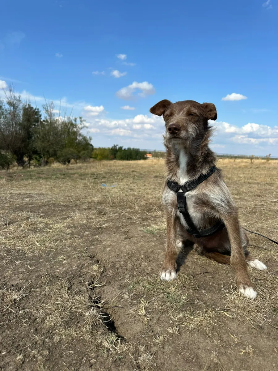 Vito Foto 3